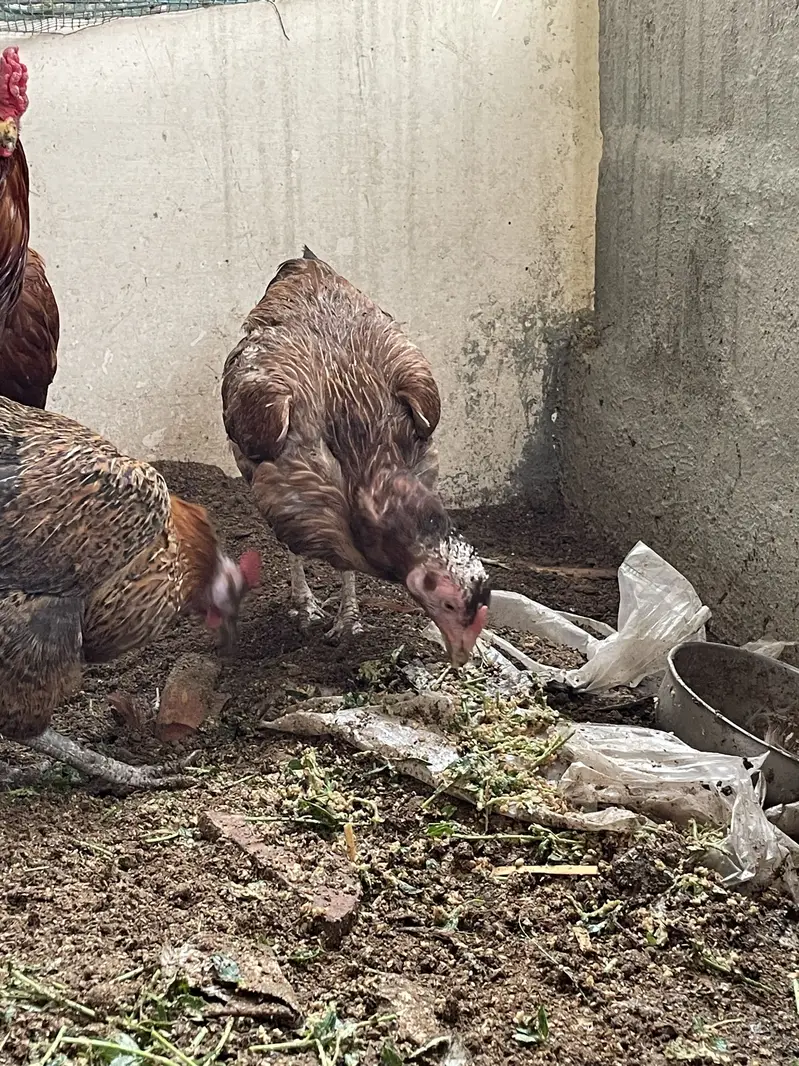 Breeder pair for sale — photo 6