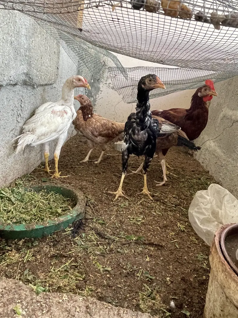 Breeder pair for sale — photo 7