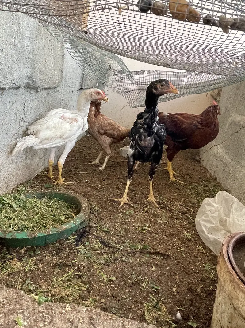 Breeder pair for sale — photo 8