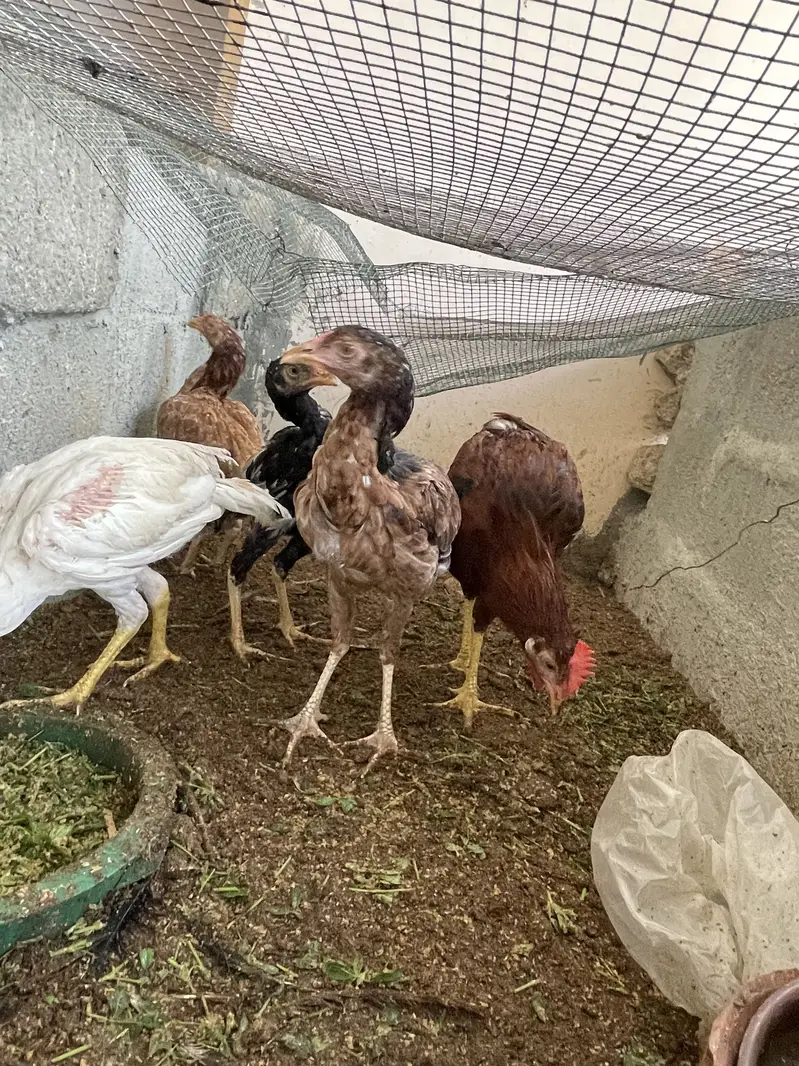 Breeder pair for sale — photo 9