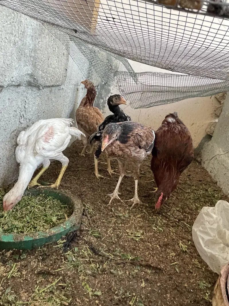 Breeder pair for sale — photo 10