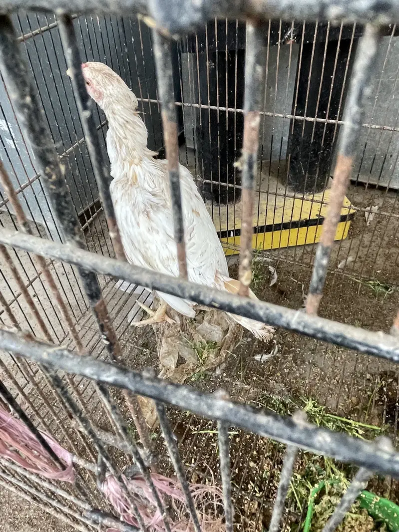 Breeder pair for sale — photo 11