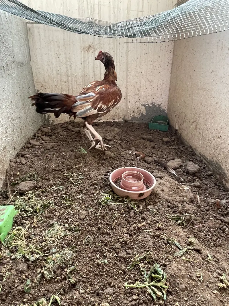 Breeder pair for sale — photo 12