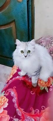 FEMALE CUTIE FOR SALE