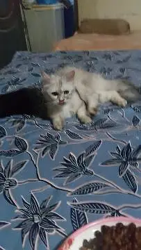 FEMALE CUTIE FOR SALE — photo 2