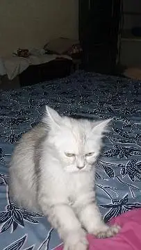 FEMALE CUTIE FOR SALE — photo 3