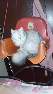FEMALE CUTIE FOR SALE — photo 4