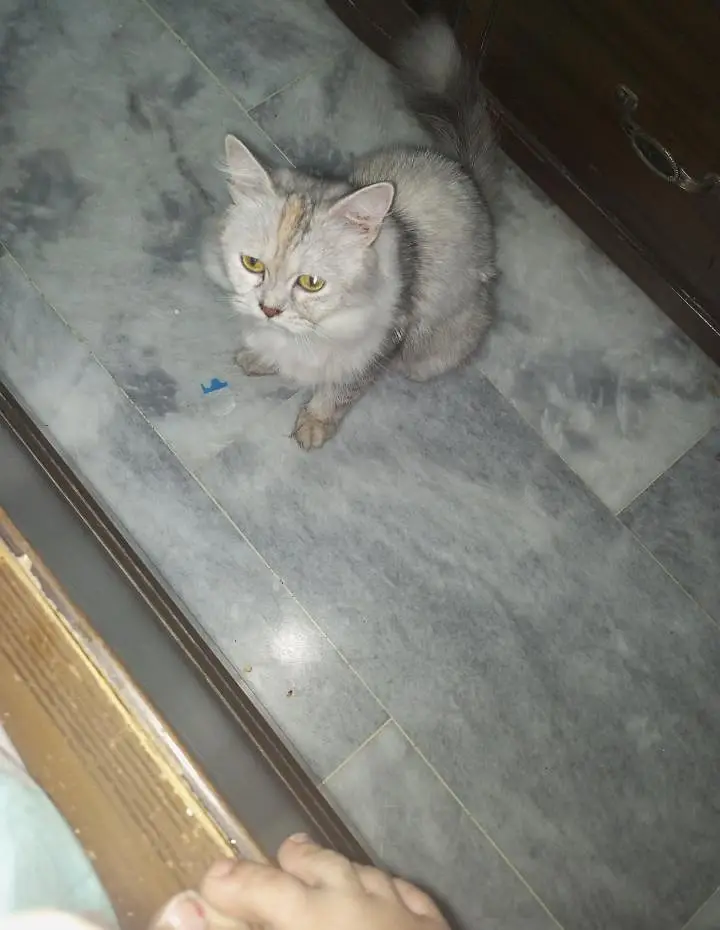 FEMALE CUTIE FOR SALE — photo 6