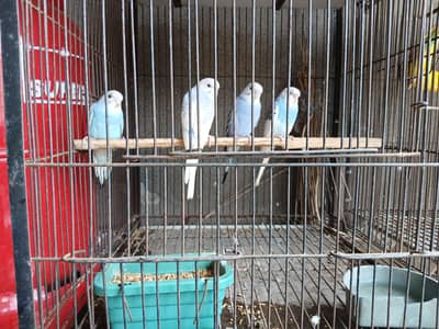 Budgies home breed Healthy Parrots
