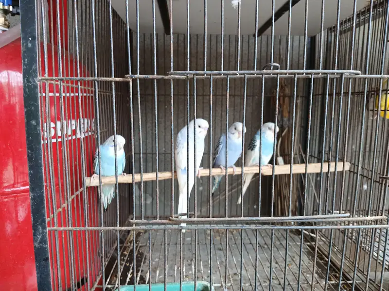 Budgies home breed Healthy Parrots — photo 2