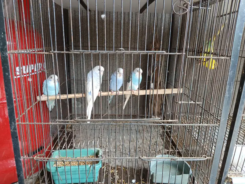 Budgies home breed Healthy Parrots — photo 3
