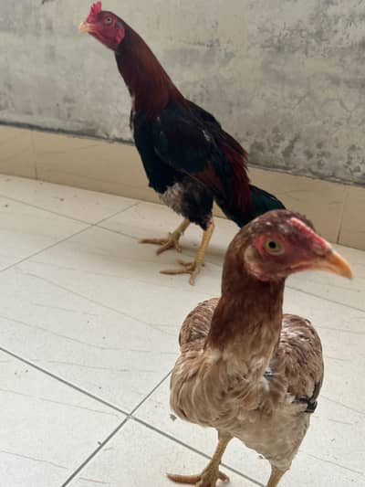 pair hai . Desi murghi + murgha