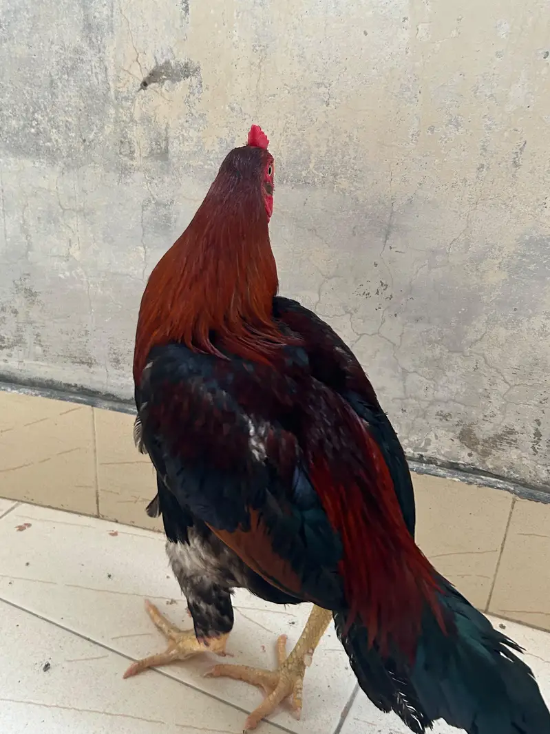 pair hai . Desi murghi + murgha — photo 2