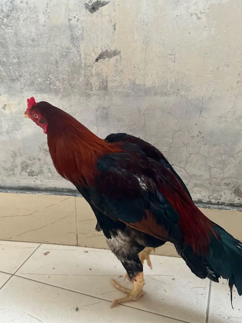 pair hai . Desi murghi + murgha — photo 3