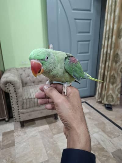 raw parrot female for sale big size