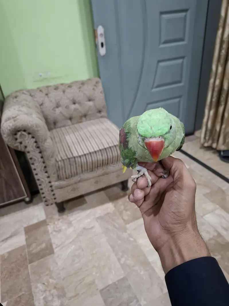 raw parrot female for sale hand tamed — photo 2