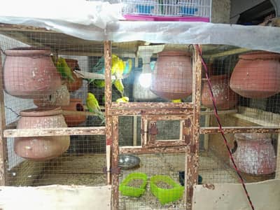 11 pair of Australian parrot 