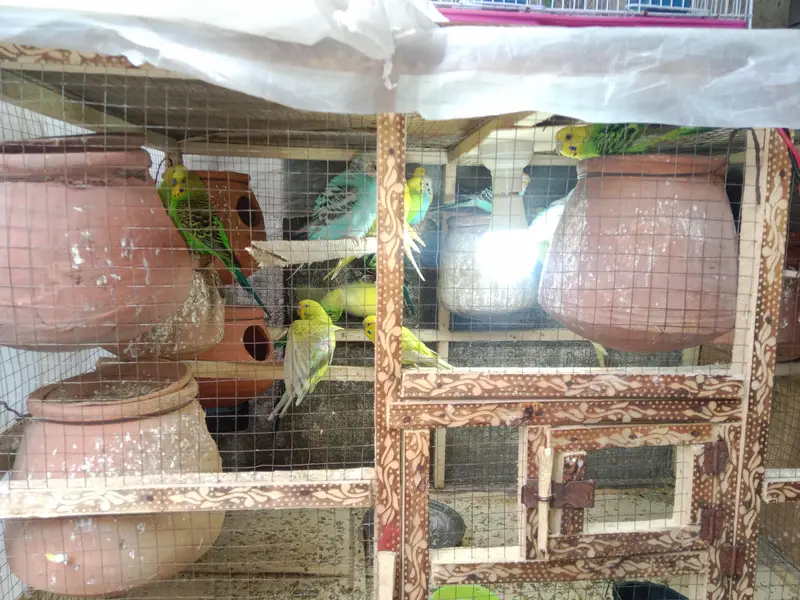 11 pair of Australian parrot  — photo 2
