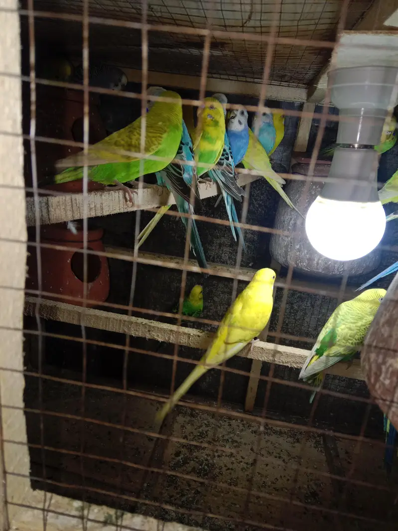 11 pair of Australian parrot  — photo 3