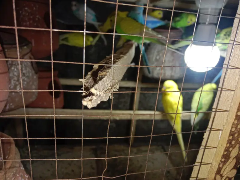 11 pair of Australian parrot  — photo 4