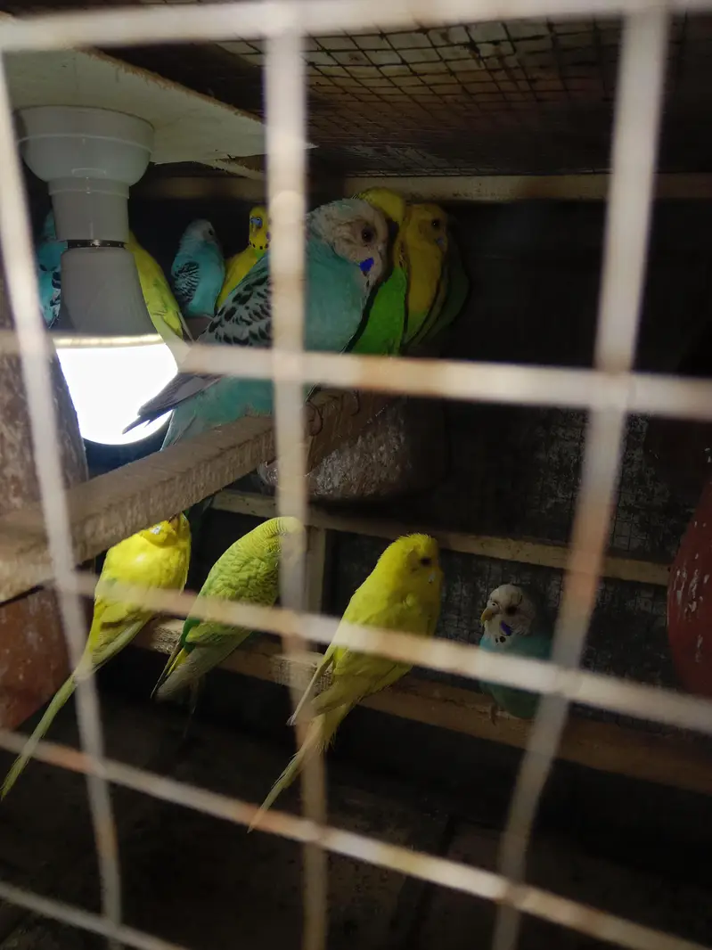 11 pair of Australian parrot  — photo 5