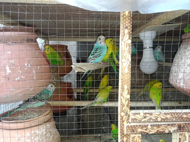 11 pair of Australian parrot  — photo 7