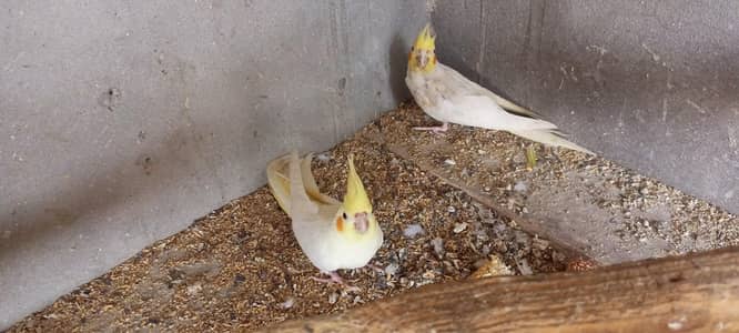 coman White red eyes pair
