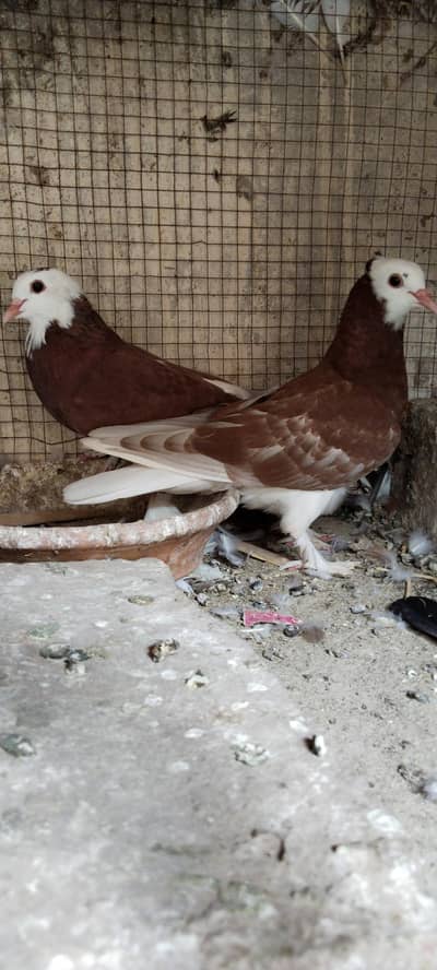 Lal sherazi lahori