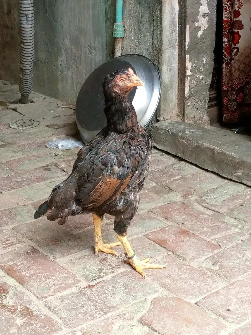 nayab amroha aseel old blood line keeeelllll wali madi — photo 4