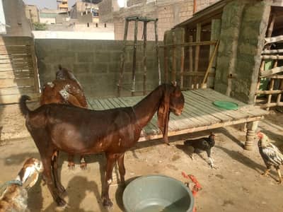 pure kamori bakri
