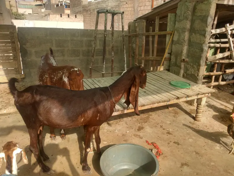 pure kamori bakri — photo 2