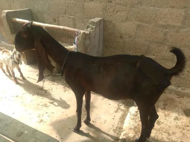 pure kamori bakri — photo 3