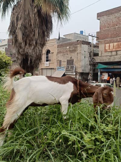 Bakri