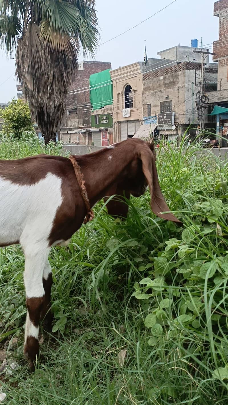 Bakri 1