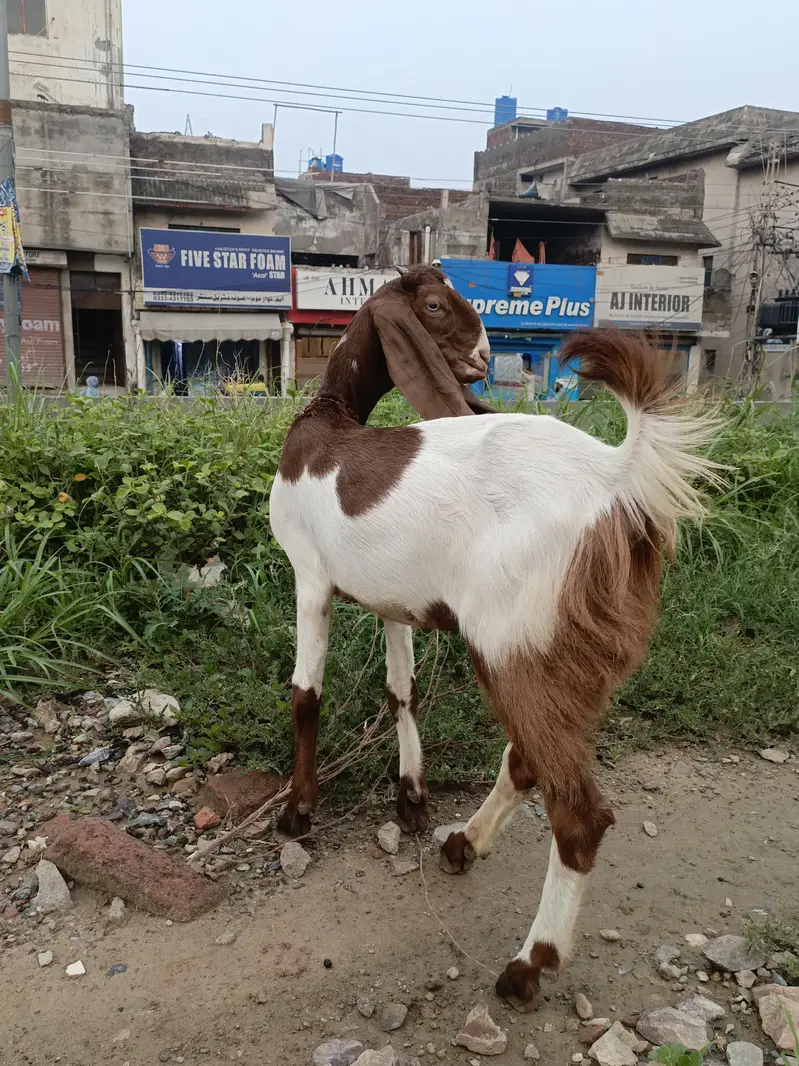 Bakri — photo 3