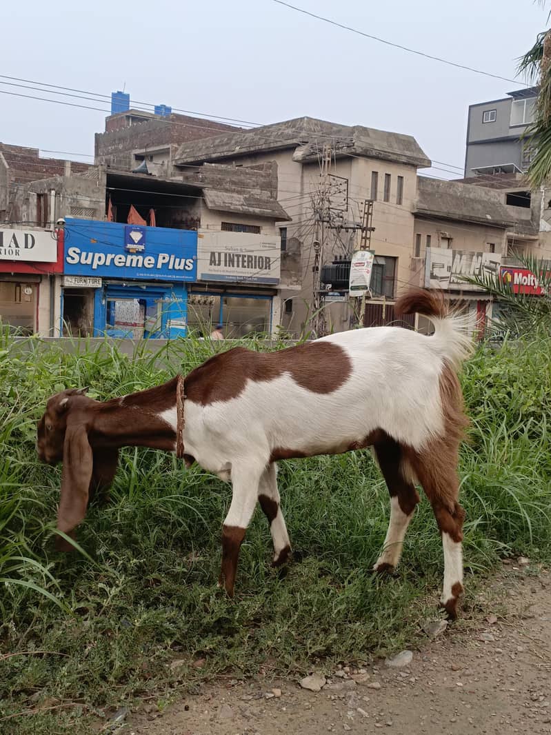 Bakri 3