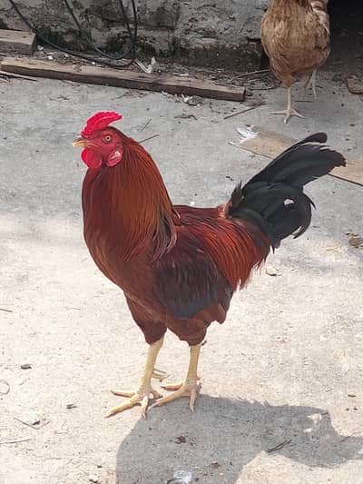 Ghar ki breed