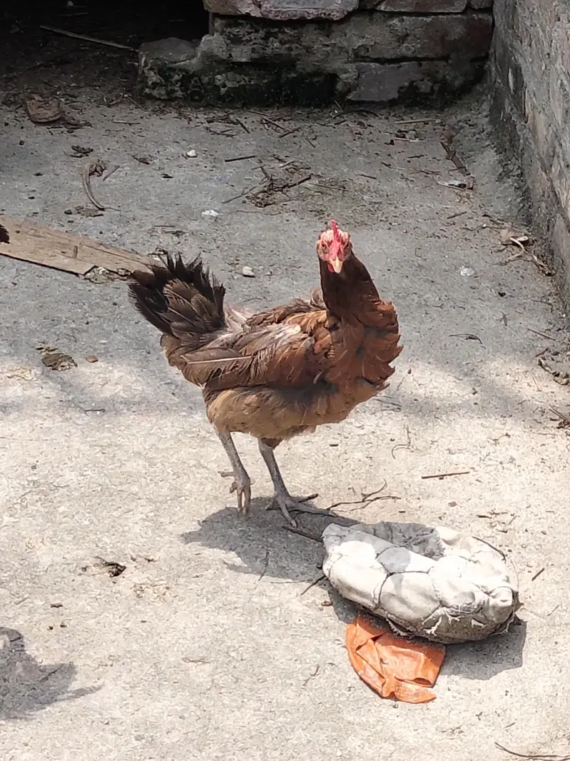 Ghar ki breed — photo 2