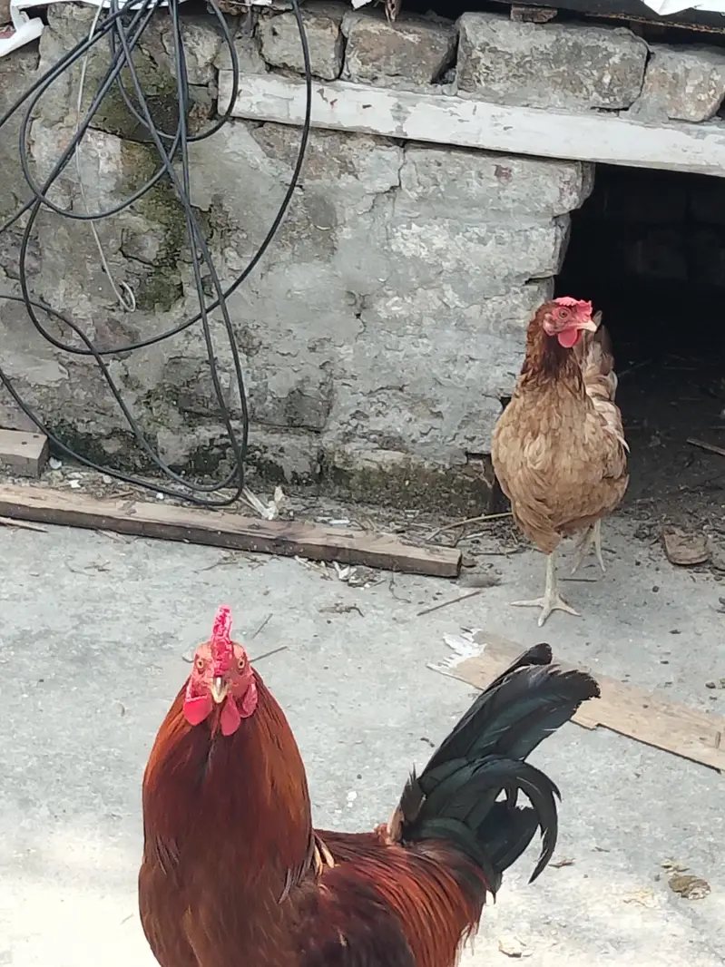 Ghar ki breed — photo 3