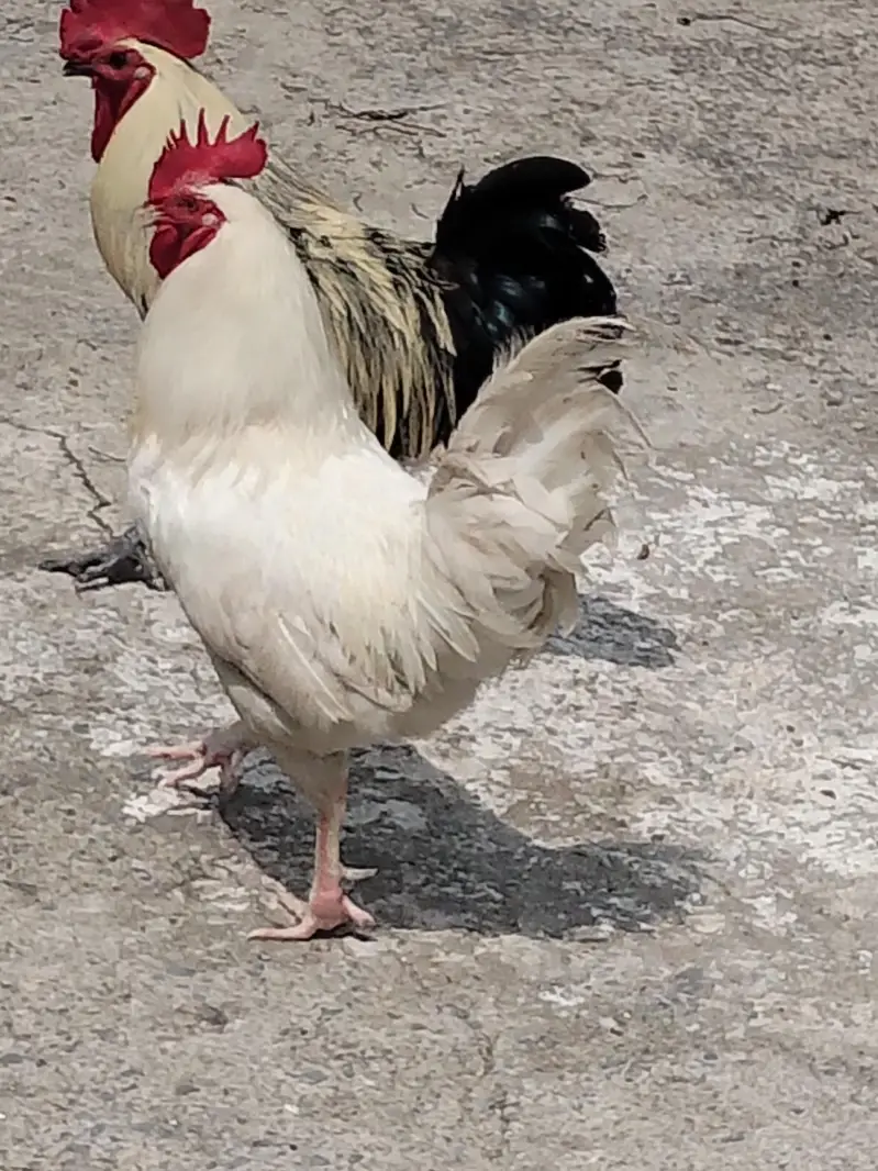 Ghar ki breed — photo 4