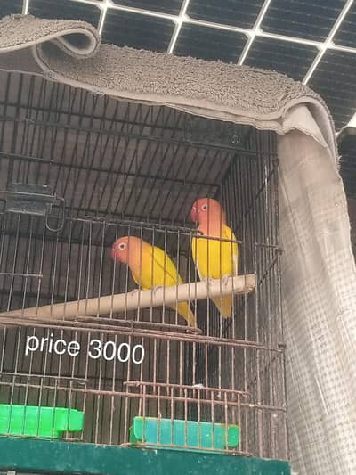 Lovebirds 7 Pairs with Cage – Full Setup for Sale