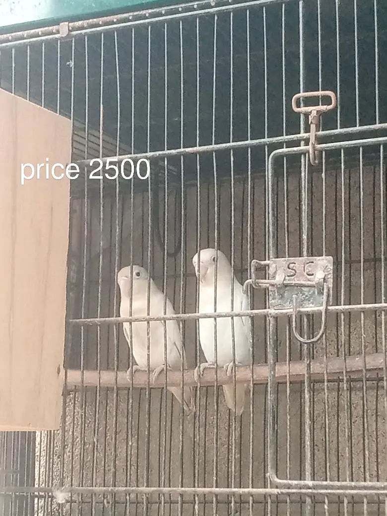  Lovebirds 7 Pairs with Cage – Full Setup for Sale — photo 2
