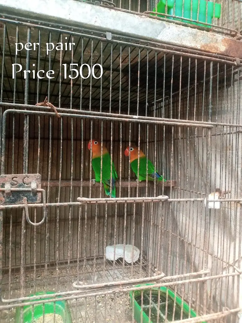  Lovebirds 7 Pairs with Cage – Full Setup for Sale — photo 3