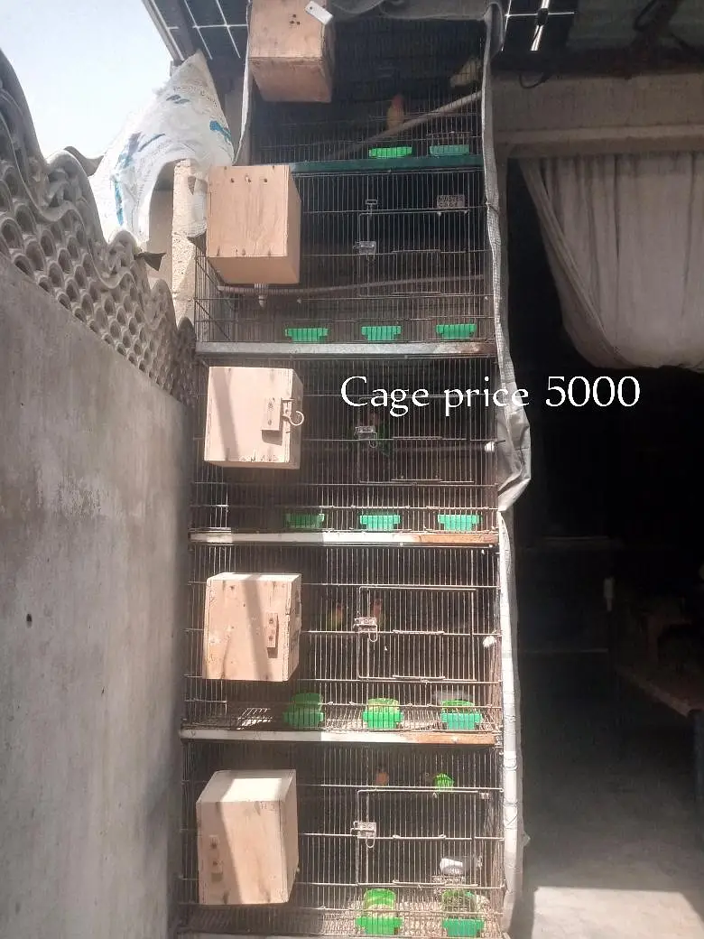  Lovebirds 7 Pairs with Cage – Full Setup for Sale — photo 4
