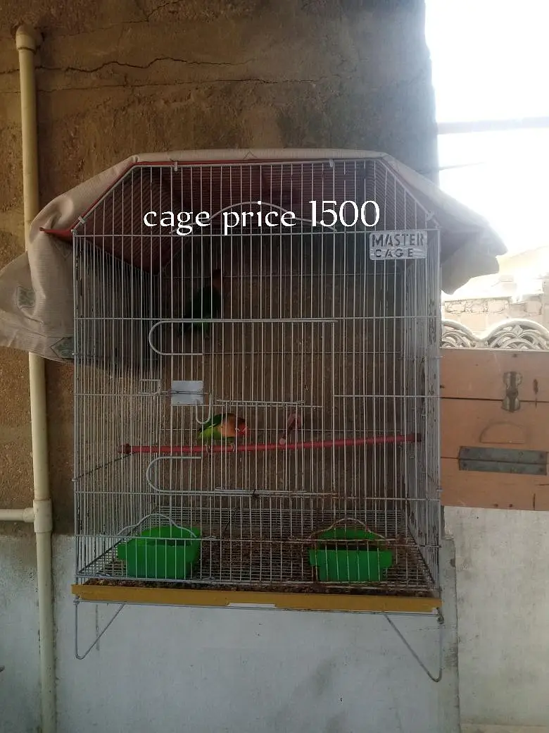  Lovebirds 7 Pairs with Cage – Full Setup for Sale — photo 5