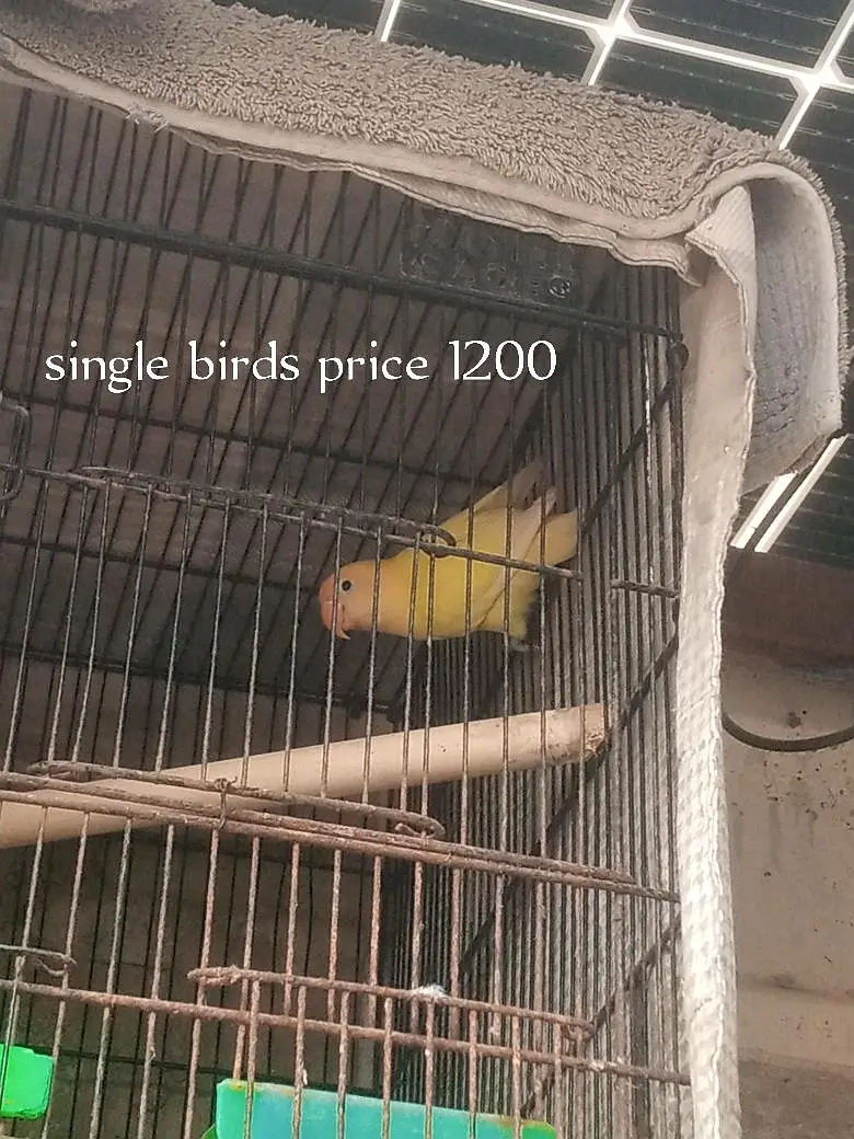  Lovebirds 7 Pairs with Cage – Full Setup for Sale — photo 6