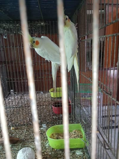 Common white cocktail