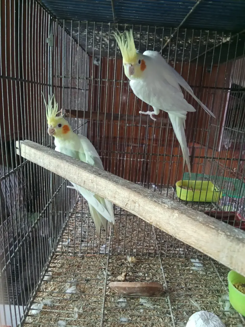 Common white cocktail — photo 2