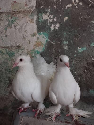 pamoos laka kabotar