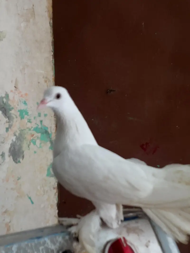 pamoos laka kabotar — photo 2